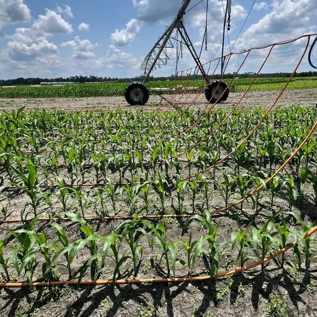 thumbnail for publication: Mobile Drip Irrigation (MDI): Benefits and Challenges for Its Adoption and Use
